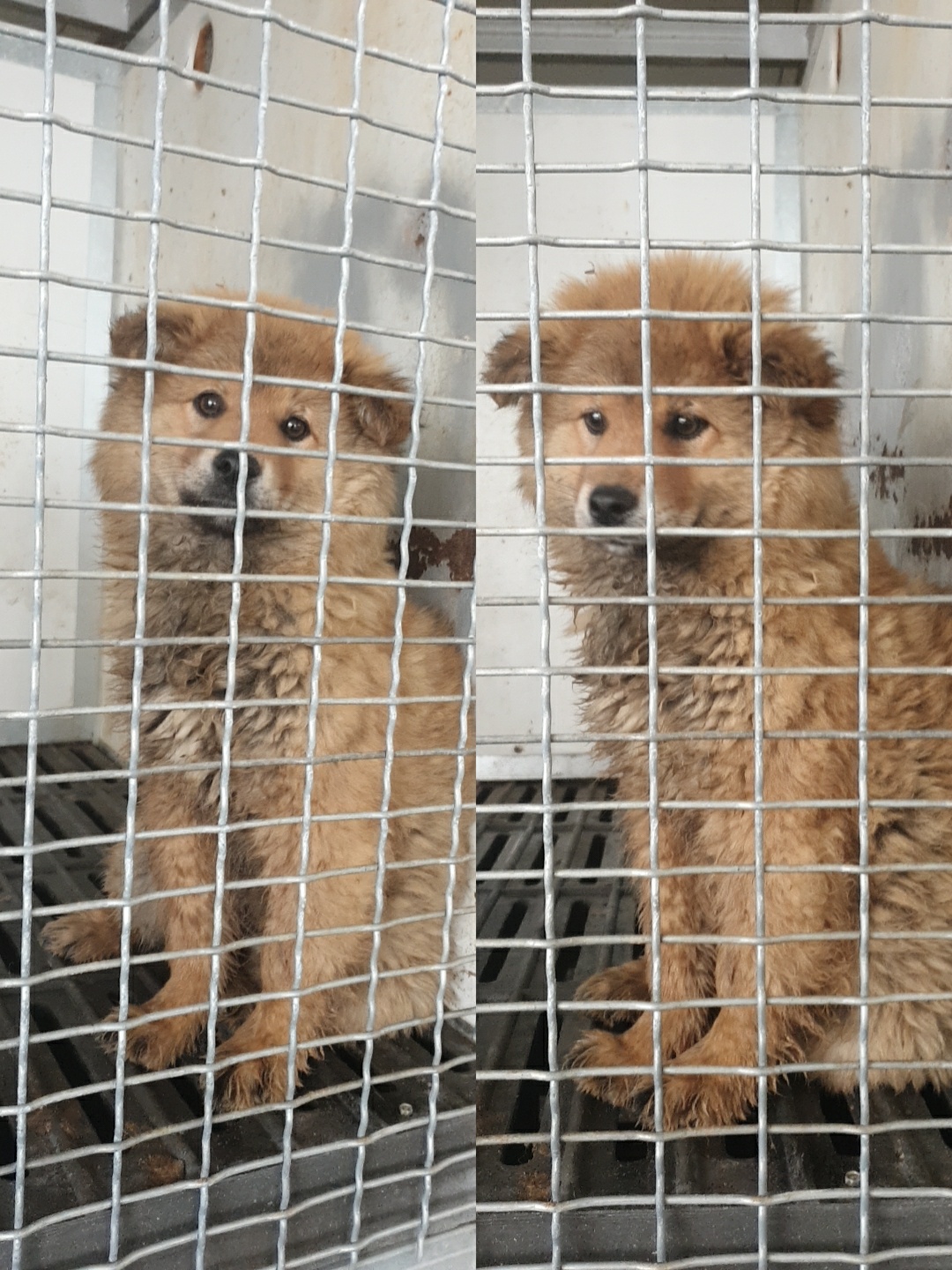 남양동물보호센터_441553202300646